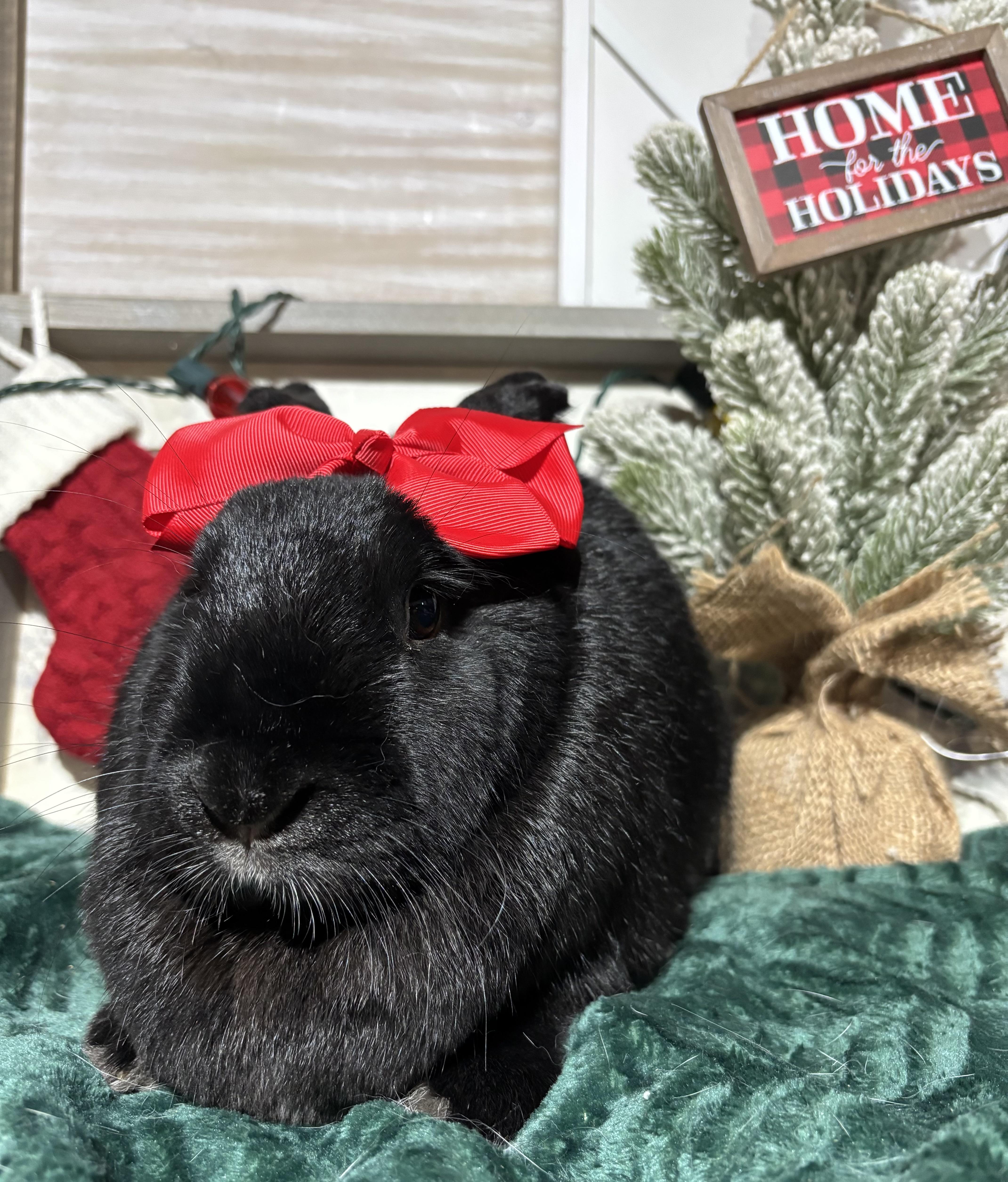 Julia: featured pet!!, a Adoptable New Zealand in Edinburg, PA image 3/6