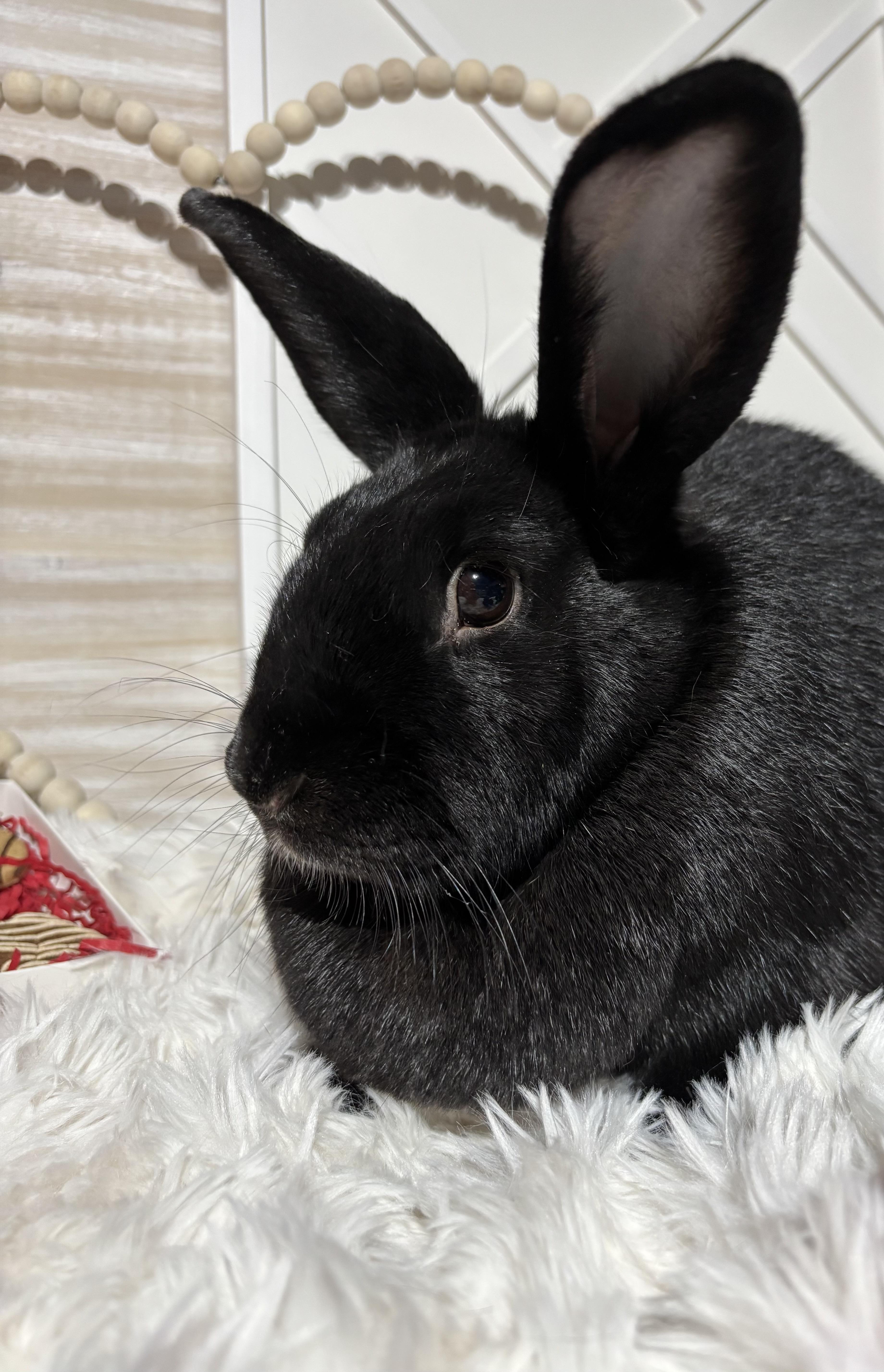 Julia: featured pet!!, a Adoptable New Zealand in Edinburg, PA image 6/6