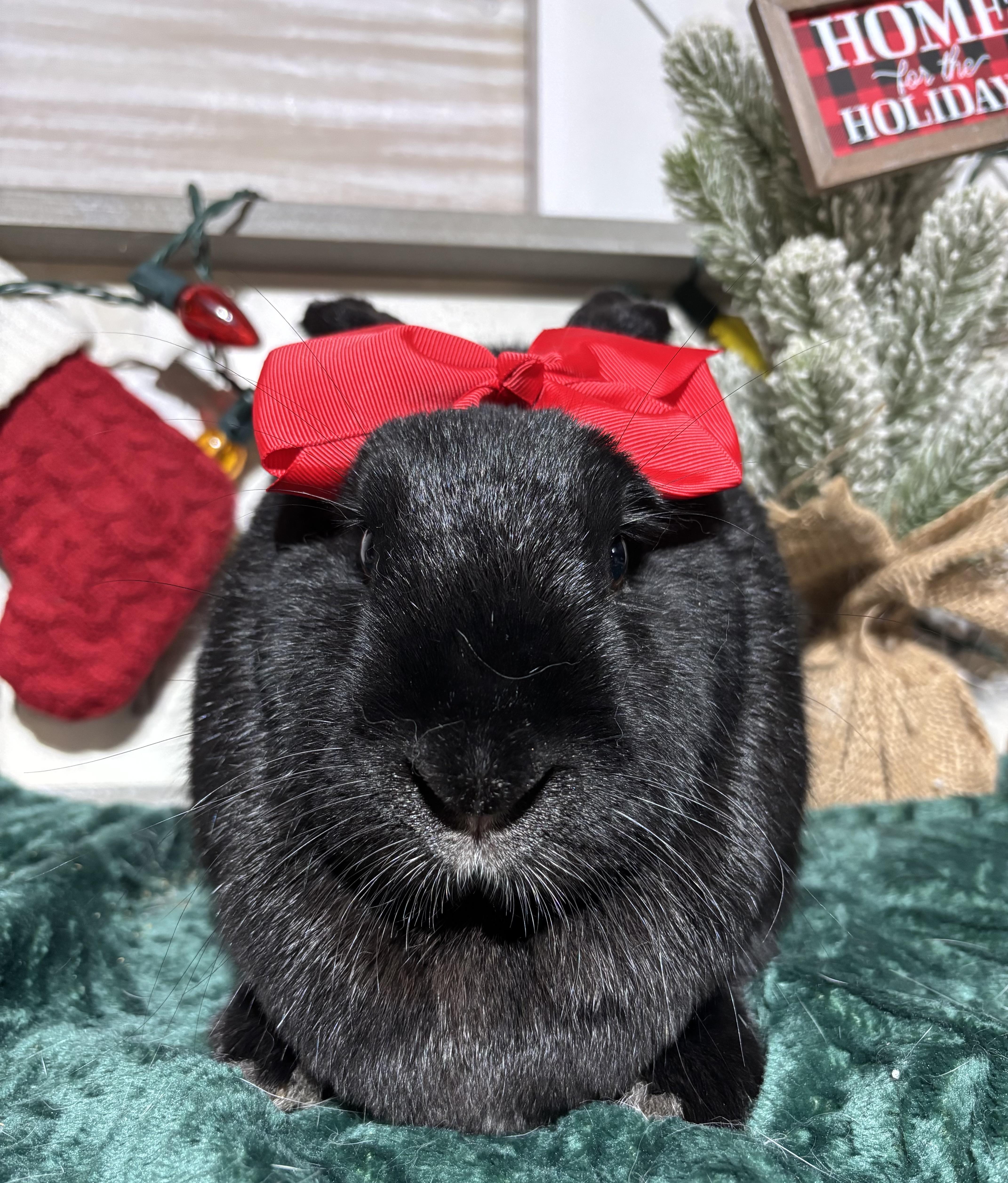 Julia: featured pet!!, a Adoptable New Zealand in Edinburg, PA image 4/6