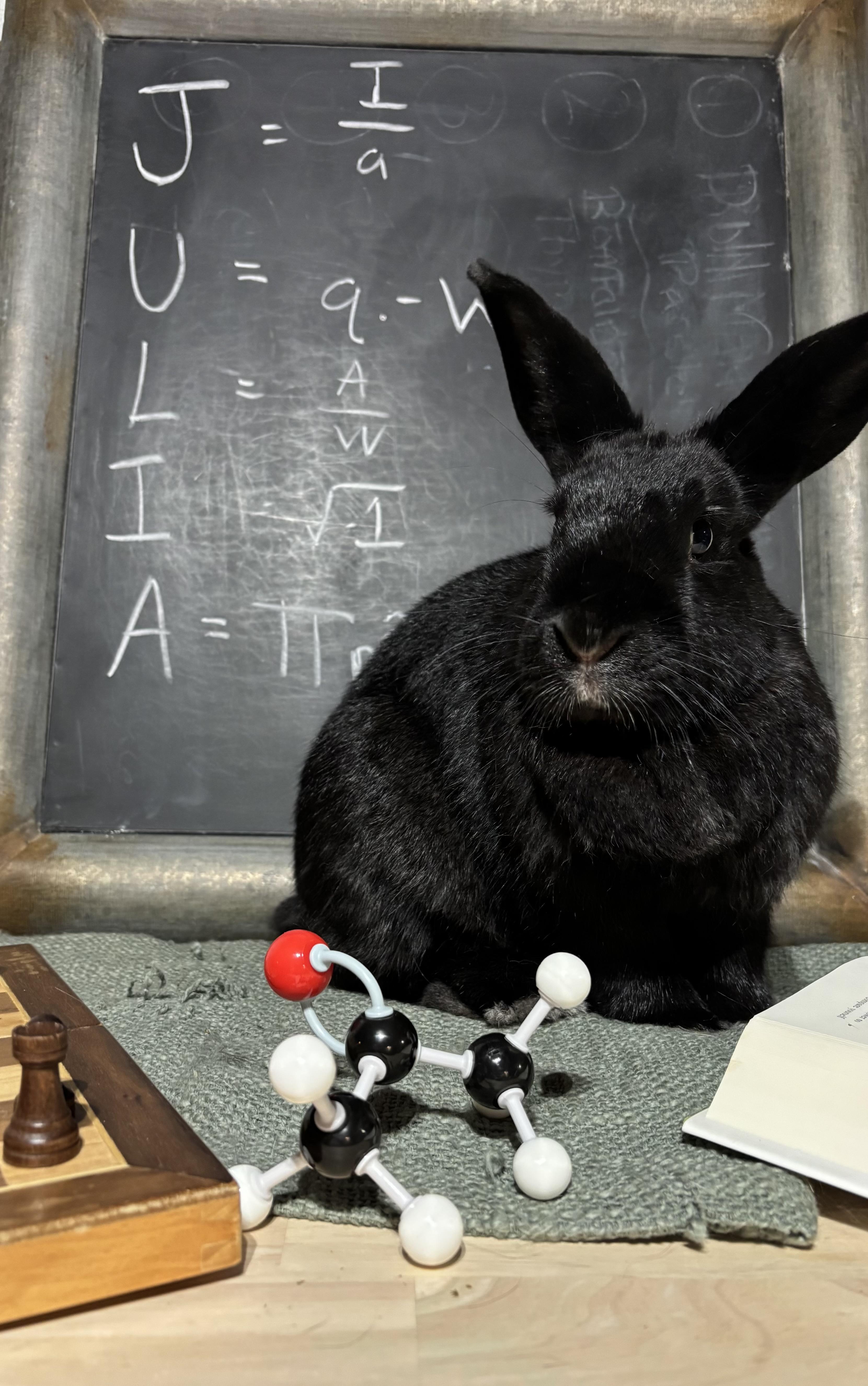 Julia: featured pet!!, a Adoptable New Zealand in Edinburg, PA image 5/6