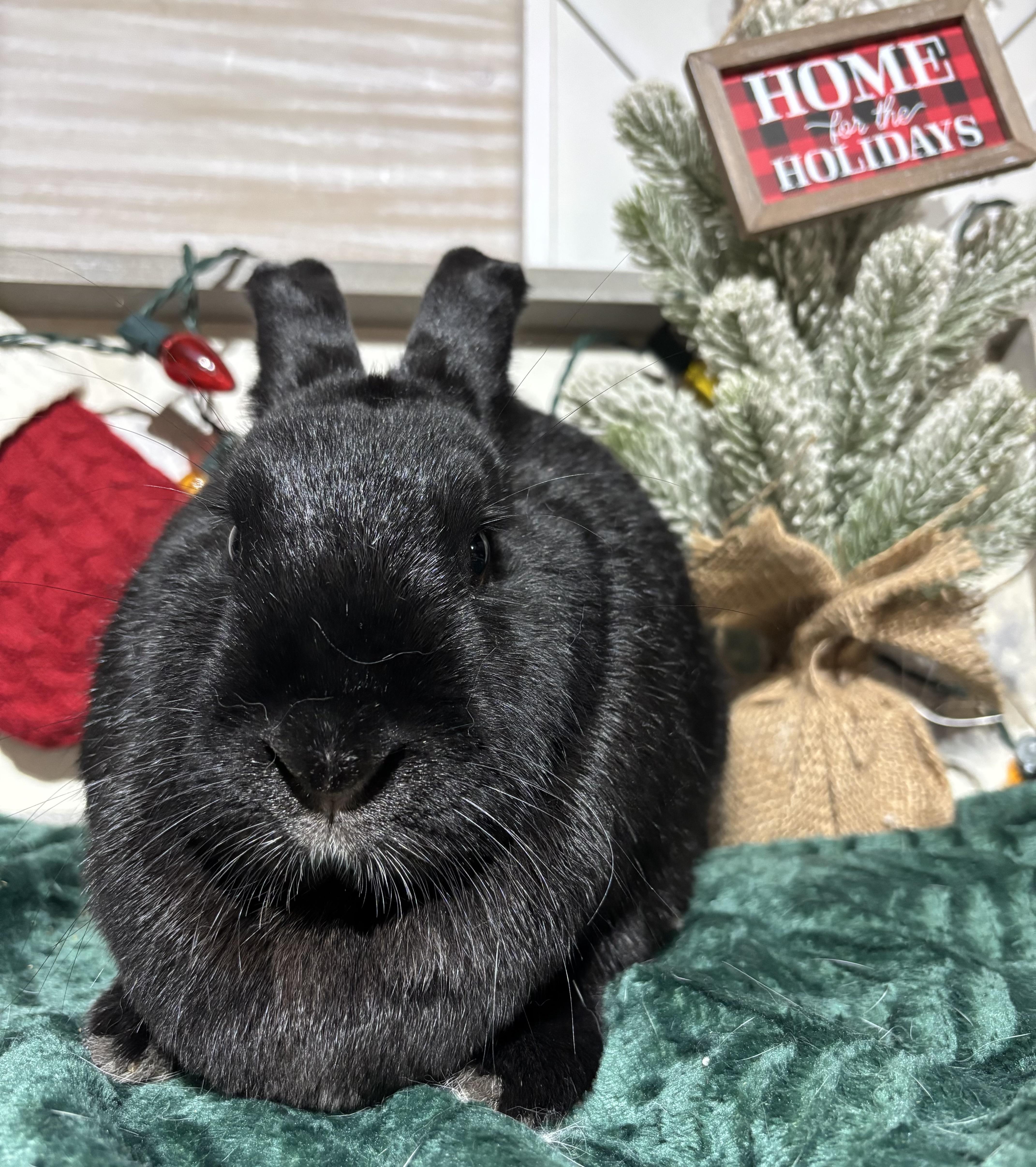 Julia: featured pet!!, a Adoptable New Zealand in Edinburg, PA image 5/6