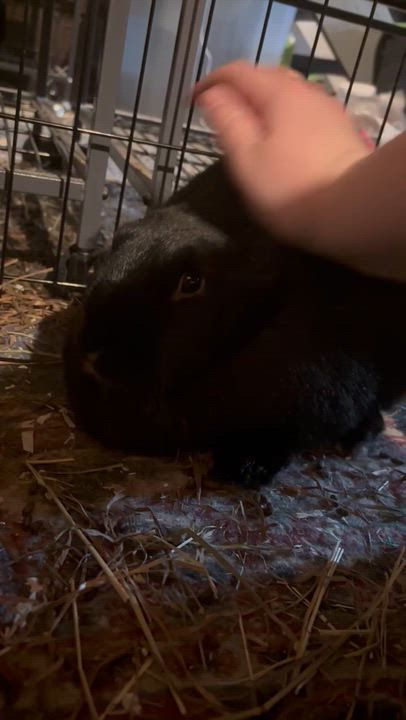 Enlarge Julia: featured pet!!, a Adoptable New Zealand in Edinburg, PA video 6/6