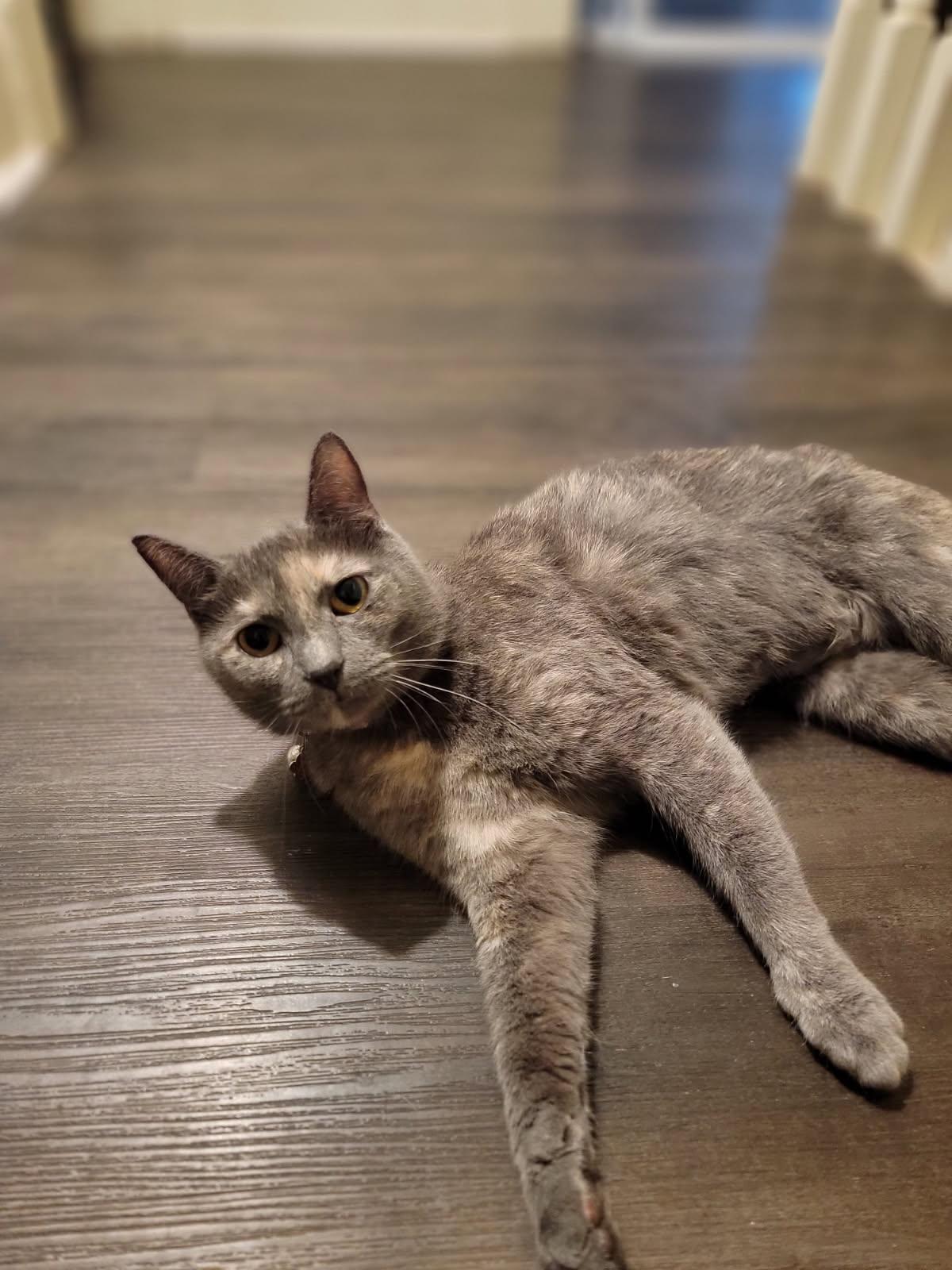 Empress, Adopted, Adult Female Dilute Tortoiseshell & Domestic Short Hair.