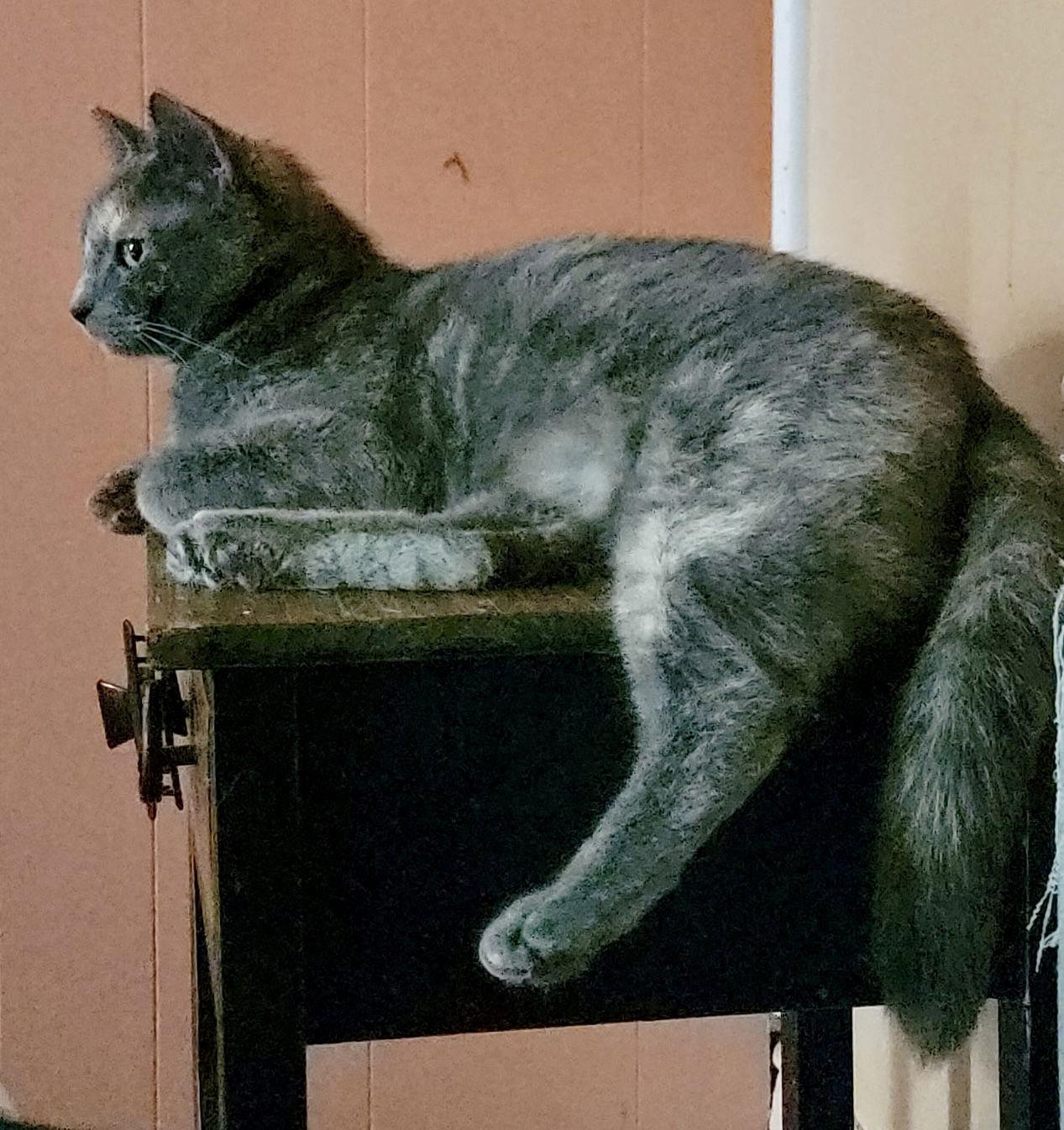 Enlarge Empress, a Adopted mixed breed in Pittsburgh, PA image 2/3