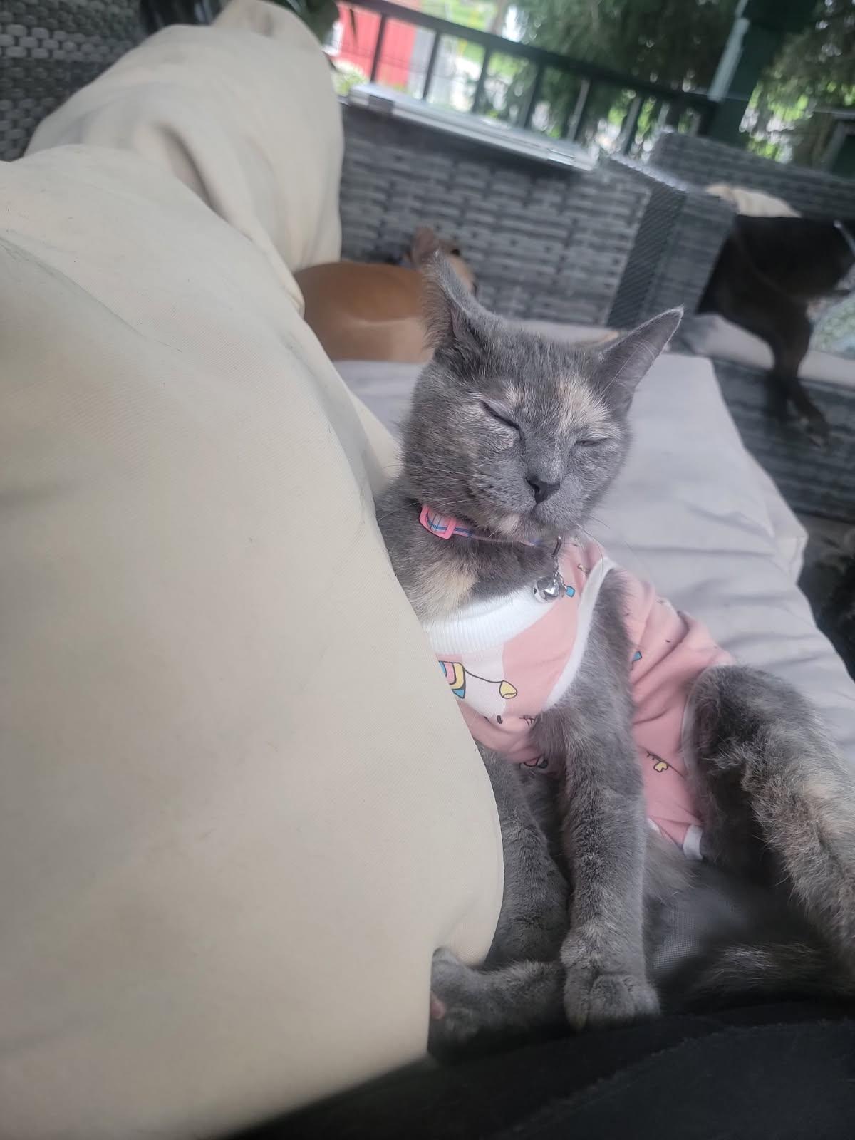 Enlarge Empress, a Adopted mixed breed in Pittsburgh, PA image 3/3