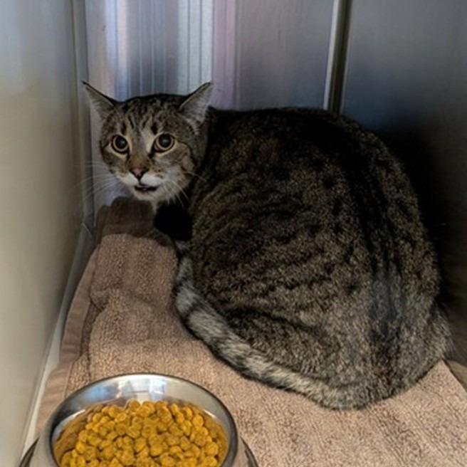 Patches, Adoptable, Adult Male Domestic Short Hair.