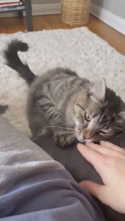 Enlarge Sissi, a Adopted Domestic Medium Hair in Pointe-Claire, QC video 6/11