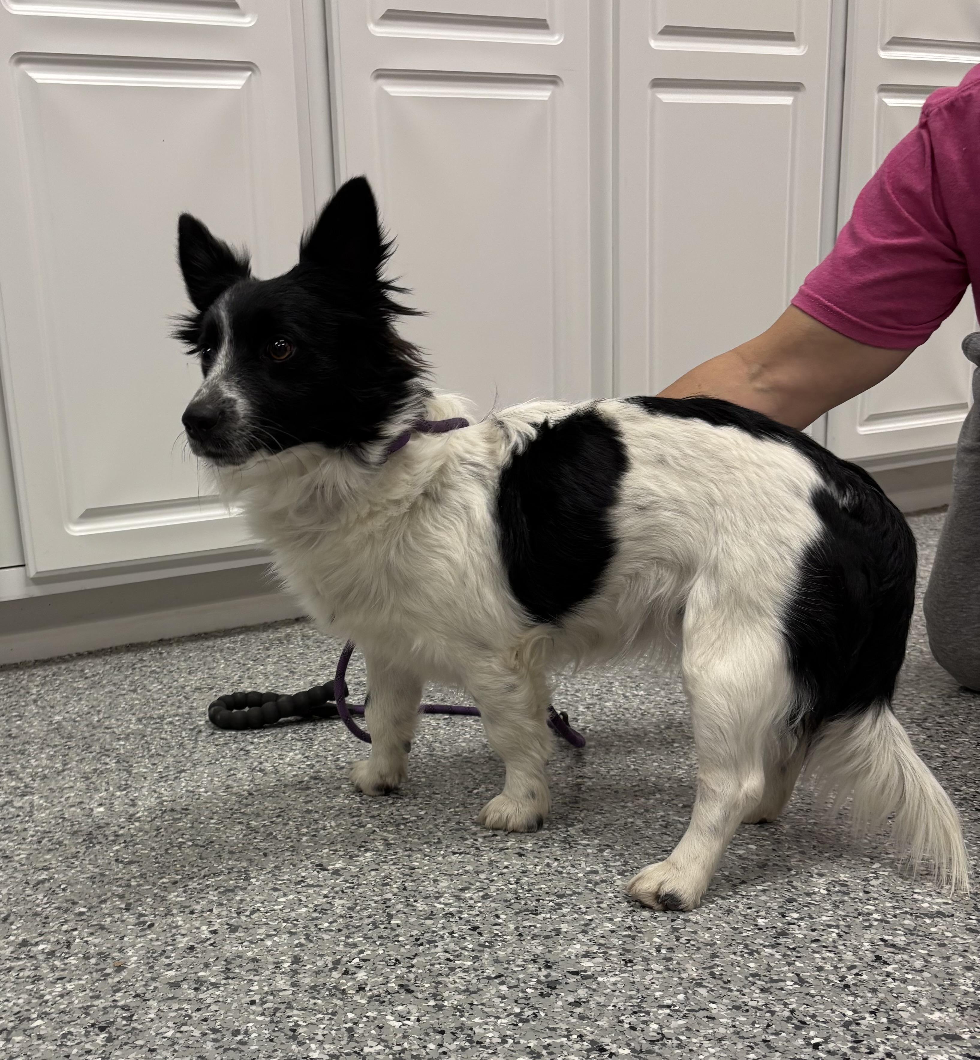 Demi, an adoptable mixed breed in Torrington, WY image 1/4