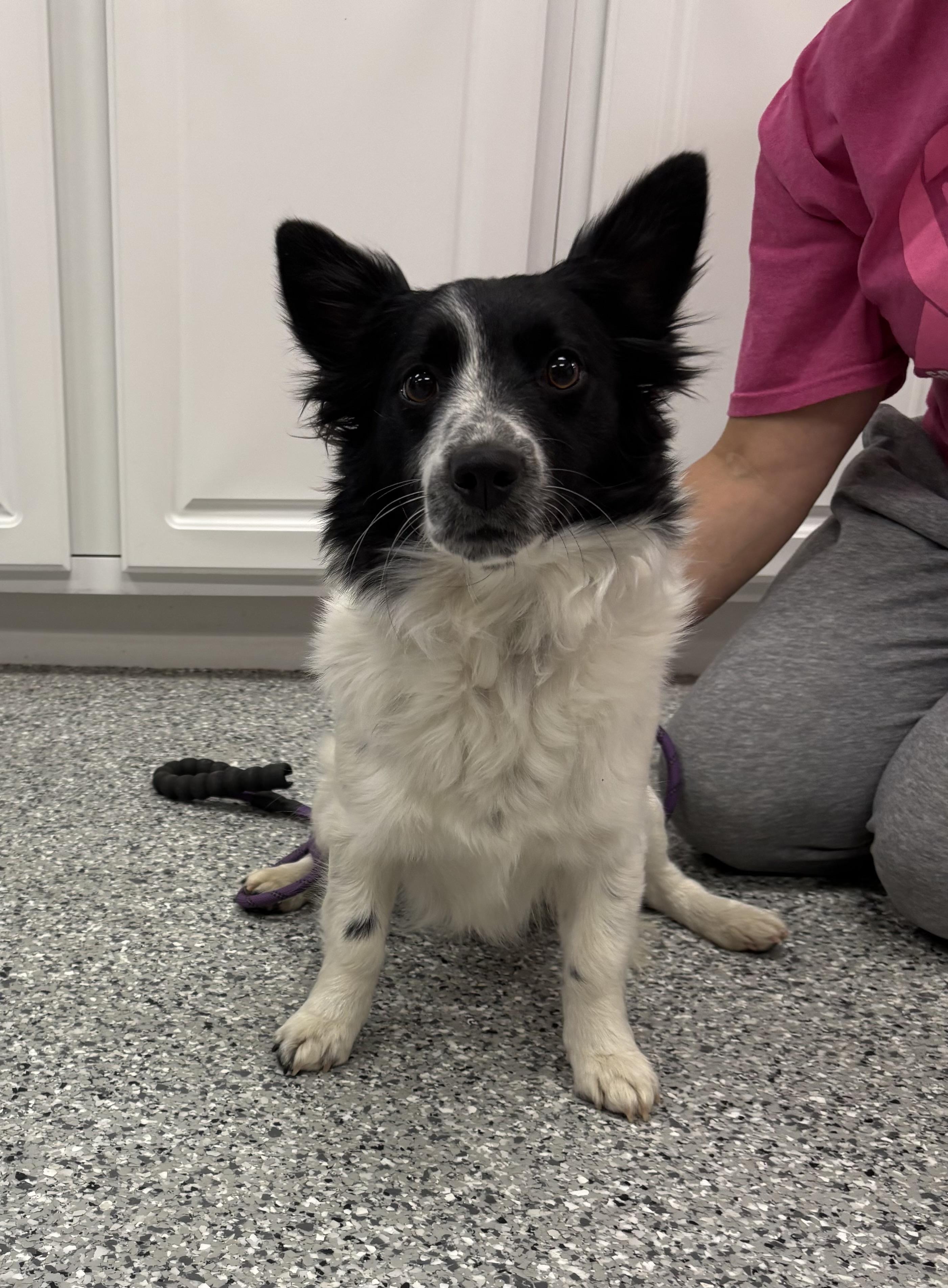 Demi, an adoptable mixed breed in Torrington, WY image 2/4