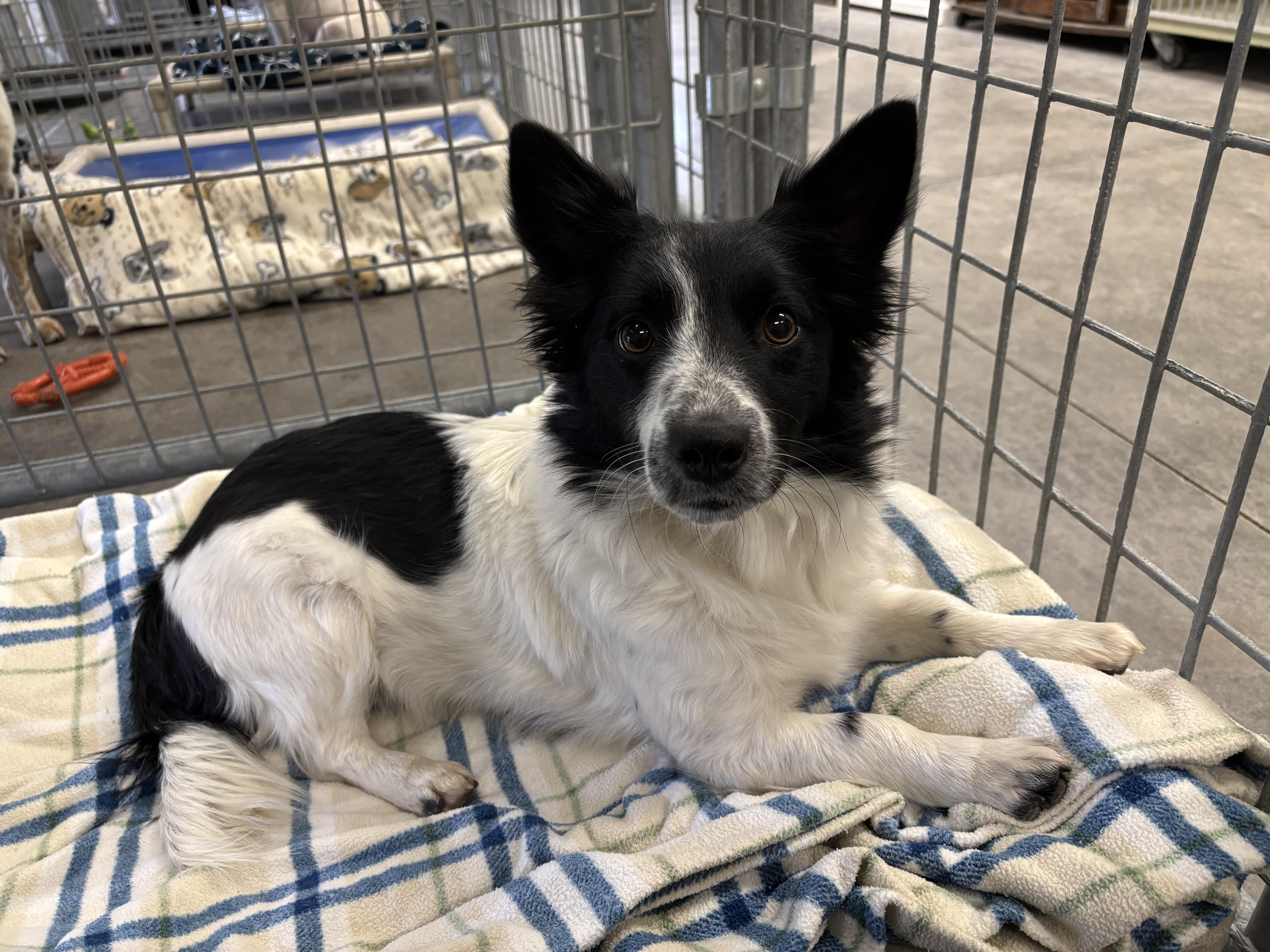 Demi, an adoptable mixed breed in Torrington, WY image 3/4