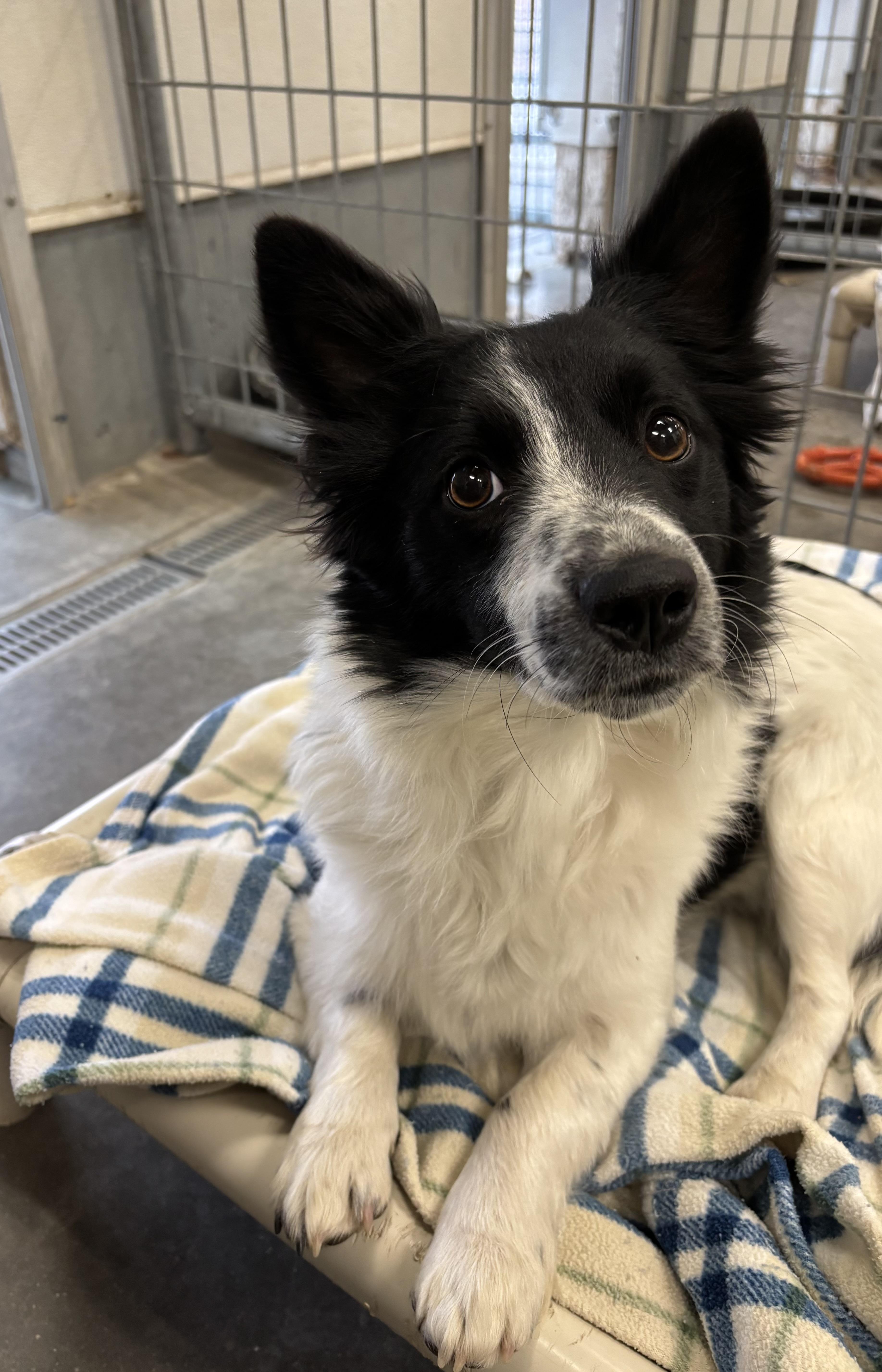 Demi, an adoptable mixed breed in Torrington, WY image 4/4