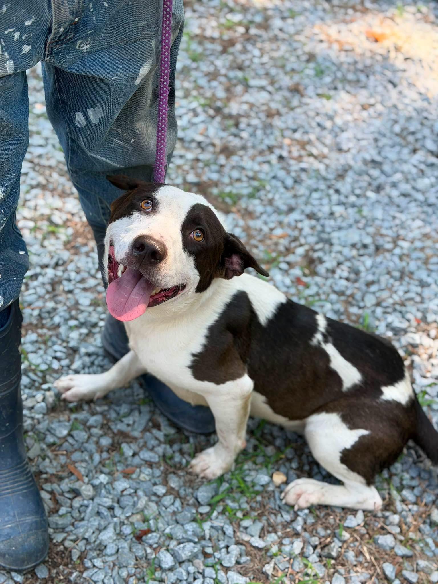 Lawrence, Adoptable, Adult Male Mixed Breed.