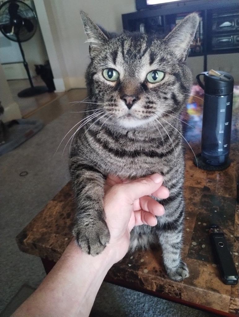 Baxter, Adoptable, Senior Male Domestic Short Hair.