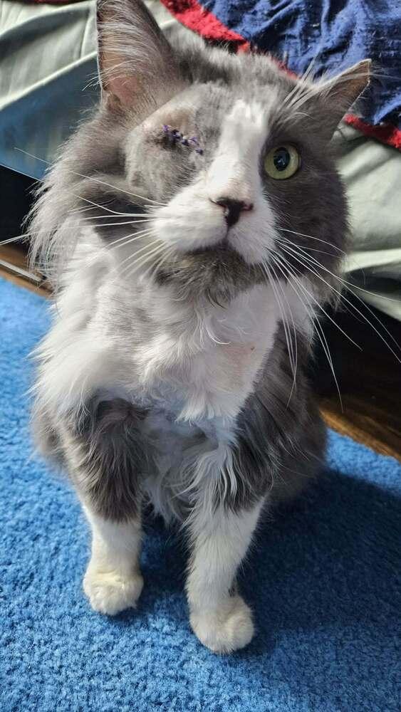 Simba, a Adoptable mixed breed in Olyphant, PA image 2/6