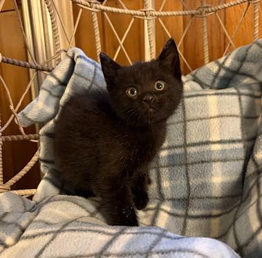 Enlarge LITTLE RED CORVETTE, an adopted Domestic Short Hair in Andover, MN image 4/6