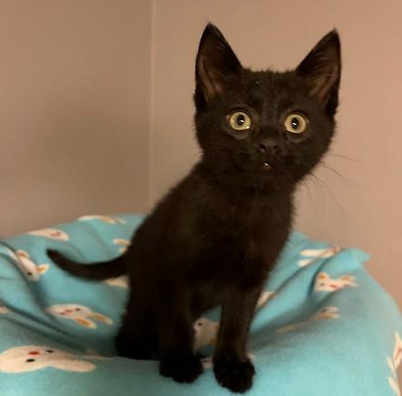 LITTLE RED CORVETTE, adopted, Kitten Male Domestic Short Hair.