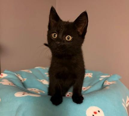Enlarge LITTLE RED CORVETTE, an adopted Domestic Short Hair in Andover, MN image 2/6