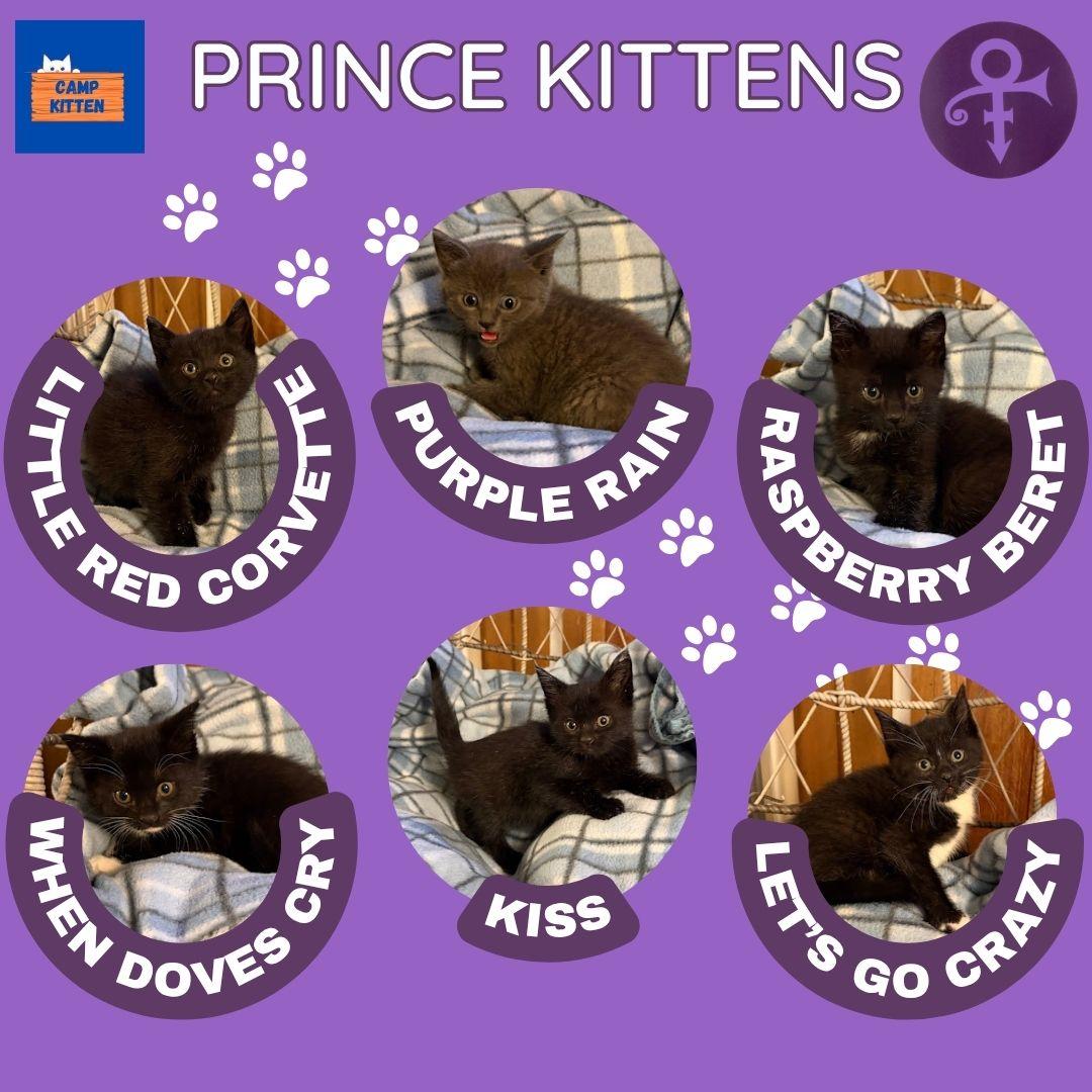 Enlarge LITTLE RED CORVETTE, an adopted Domestic Short Hair in Andover, MN image 6/6