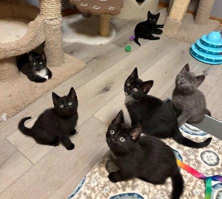 Enlarge LITTLE RED CORVETTE, an adopted Domestic Short Hair in Andover, MN image 5/6