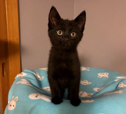 Enlarge LITTLE RED CORVETTE, an adopted Domestic Short Hair in Andover, MN image 3/6