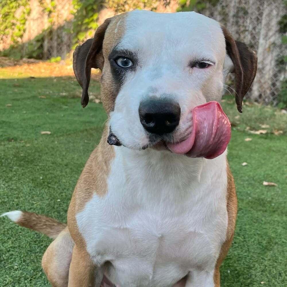 Sydney, a Adoptable mixed breed in Raleigh, NC image 1/5