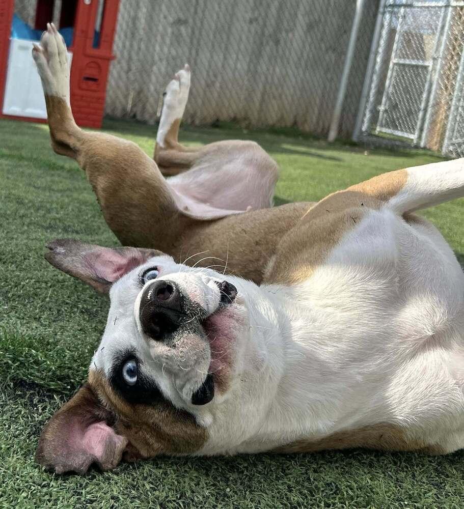 Sydney, a Adoptable mixed breed in Raleigh, NC image 2/5