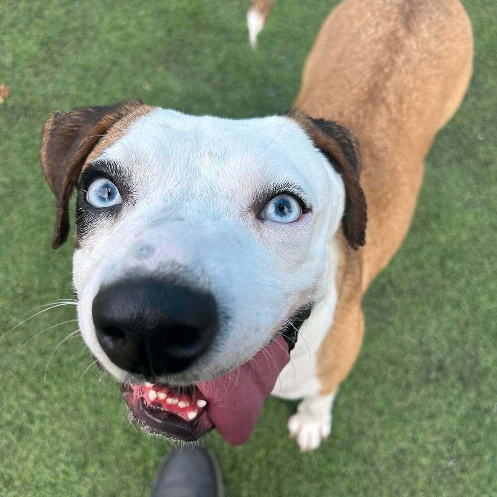 Sydney, a Adoptable mixed breed in Raleigh, NC image 3/5