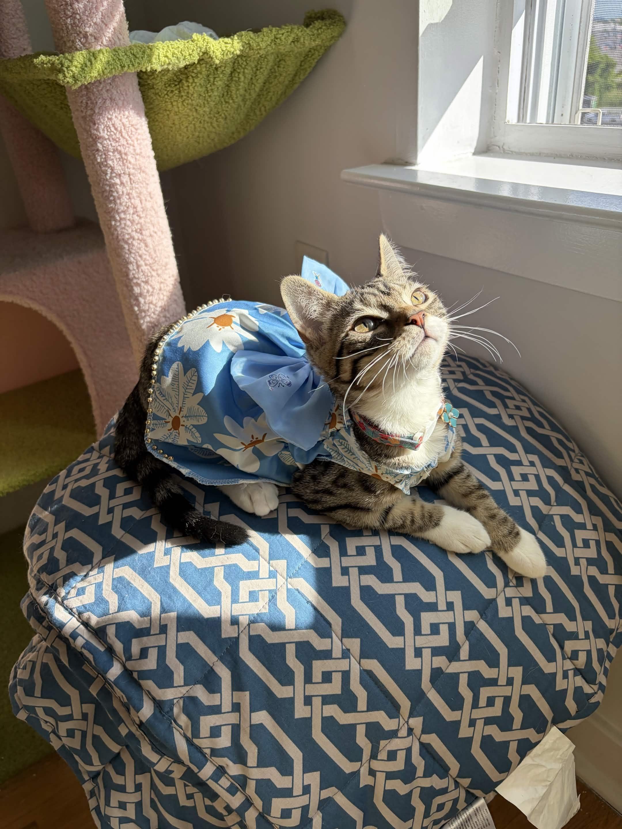 Sally, an adopted Domestic Short Hair in Weehawken, NJ image 6/6