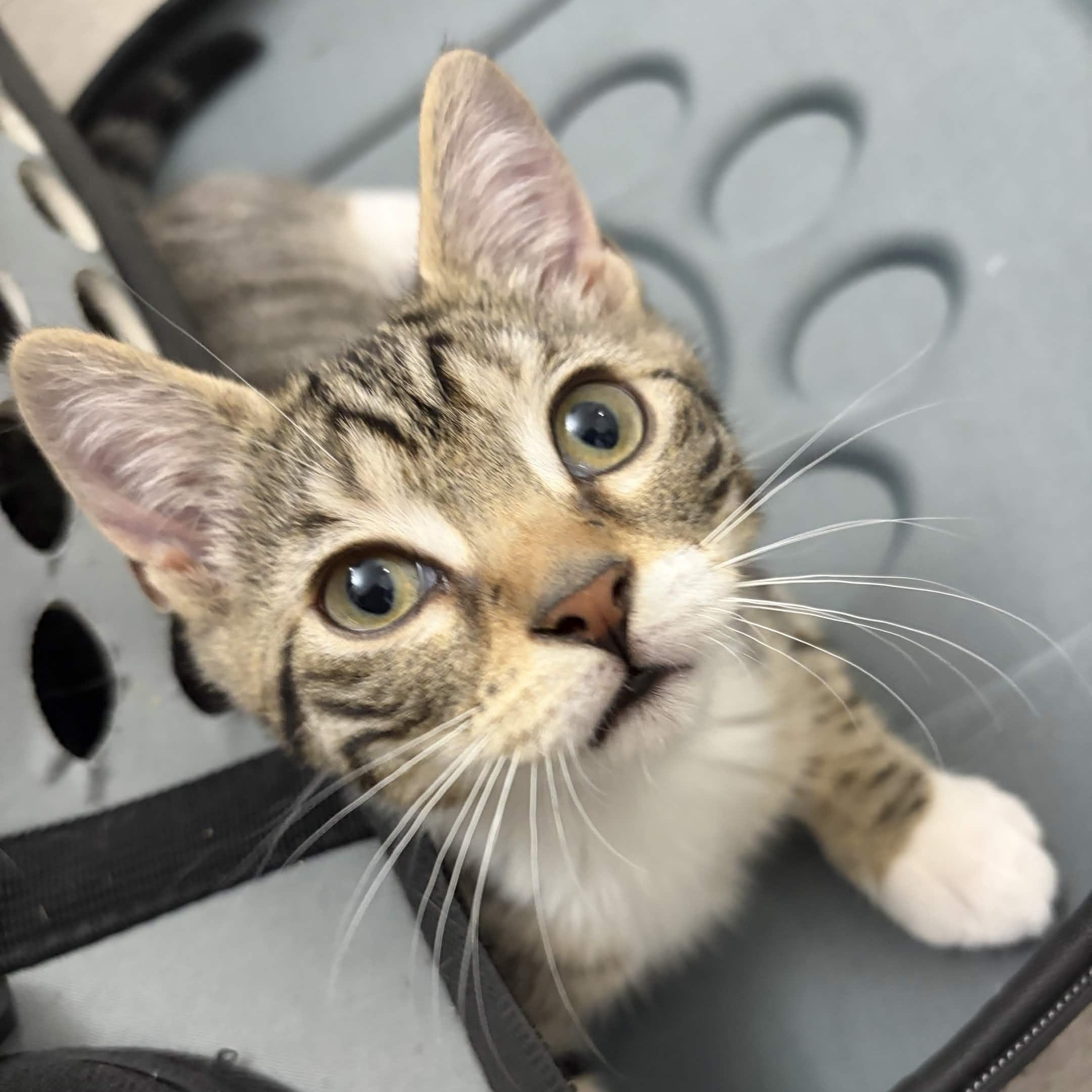 Sally, adopted, Kitten Female Domestic Short Hair.