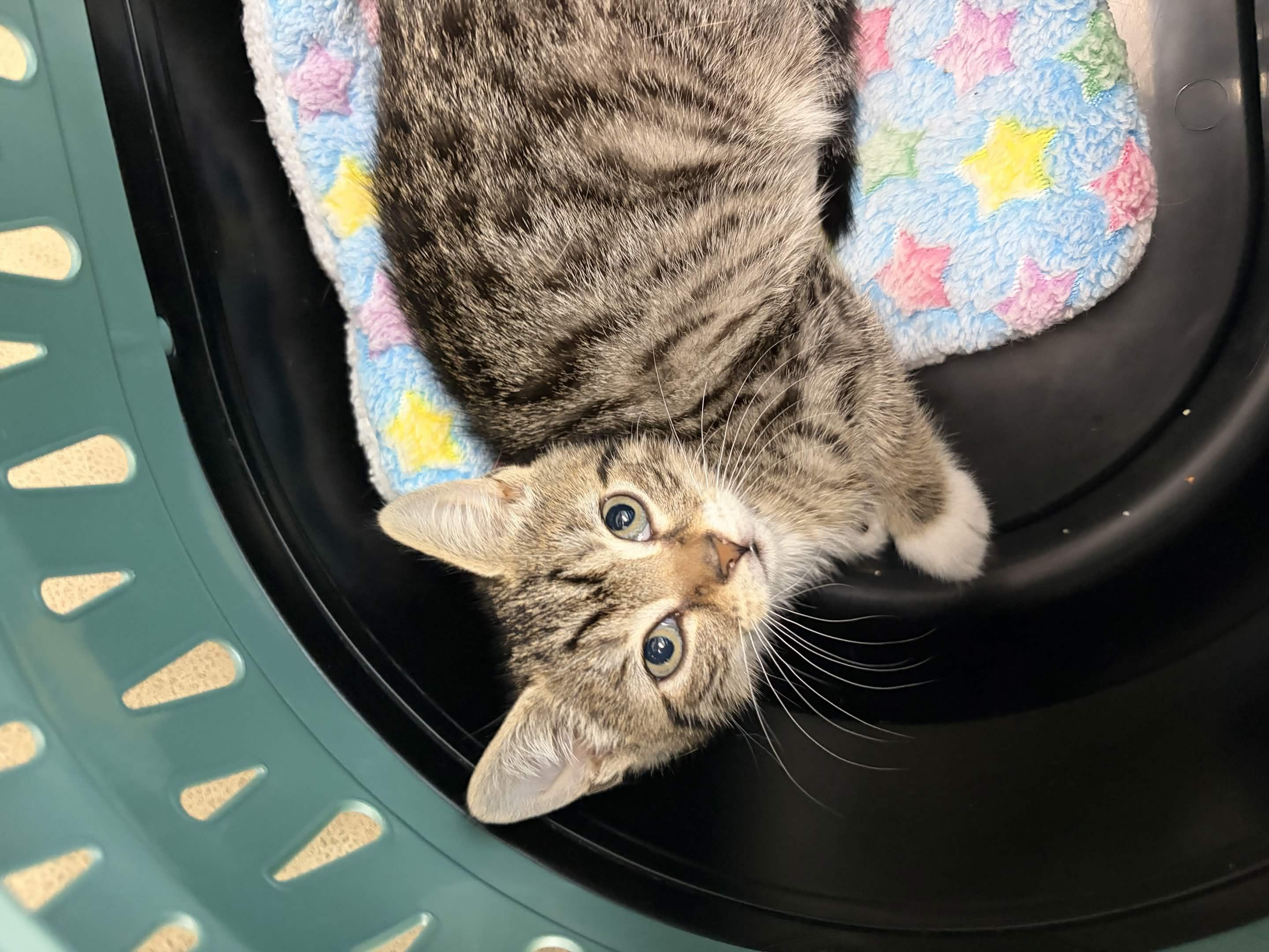 Sally, an adopted Domestic Short Hair in Weehawken, NJ image 4/6