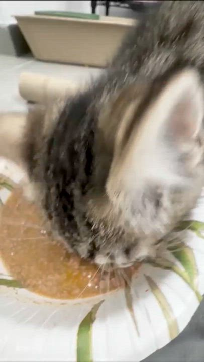 Enlarge Sally, an adopted Domestic Short Hair in Weehawken, NJ video 5/6