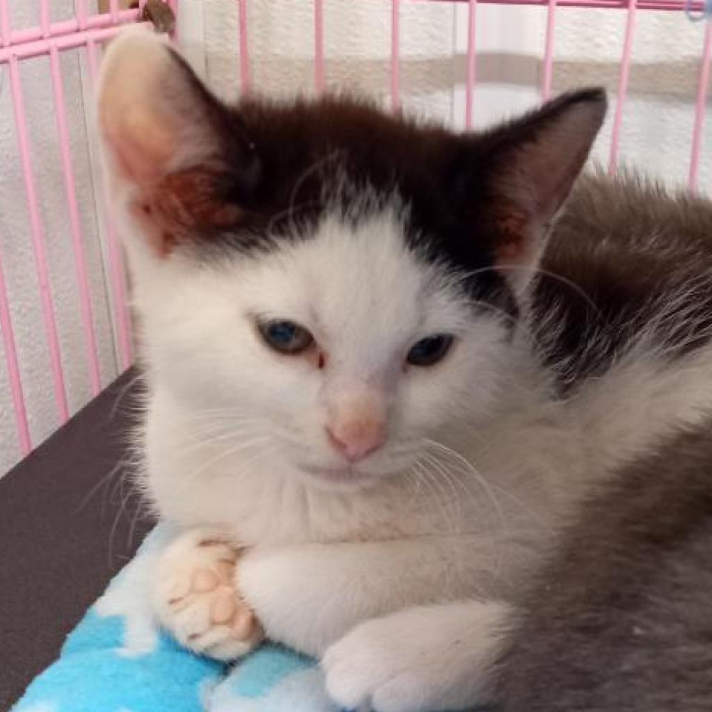 Vivo, Adoptable, Young Male Domestic Short Hair.