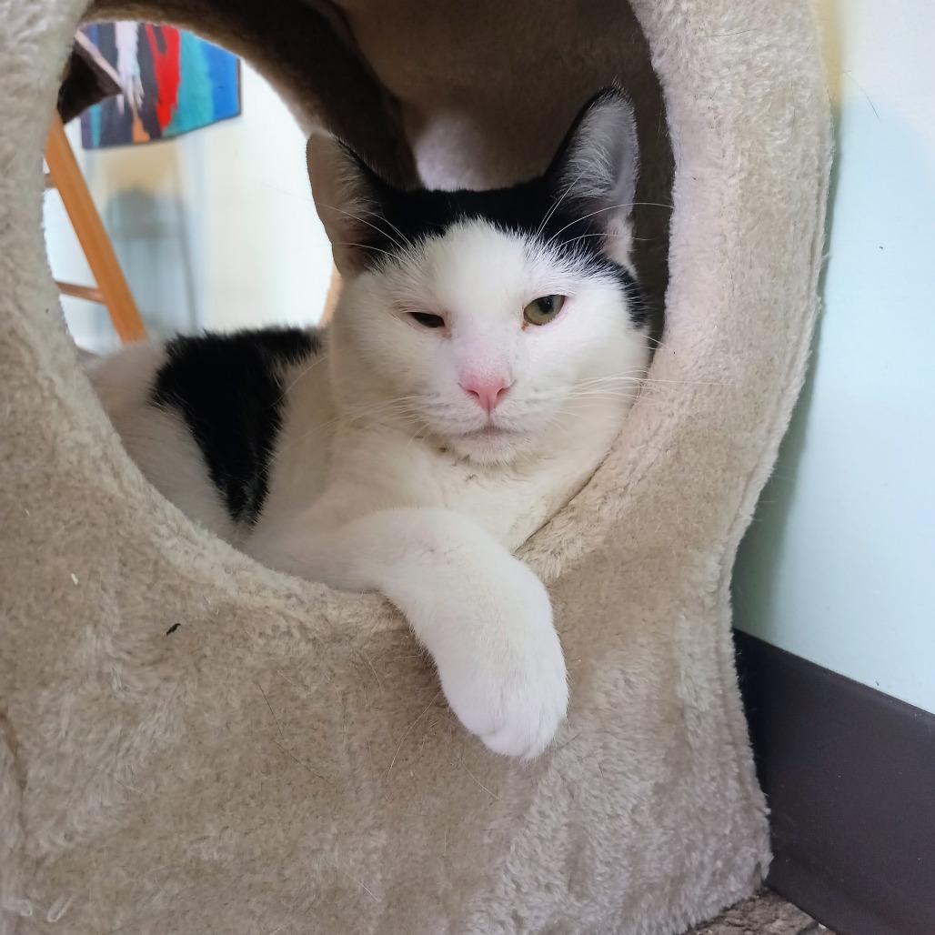 Vivo, a Adoptable Domestic Short Hair in Priest River, ID image 2/3