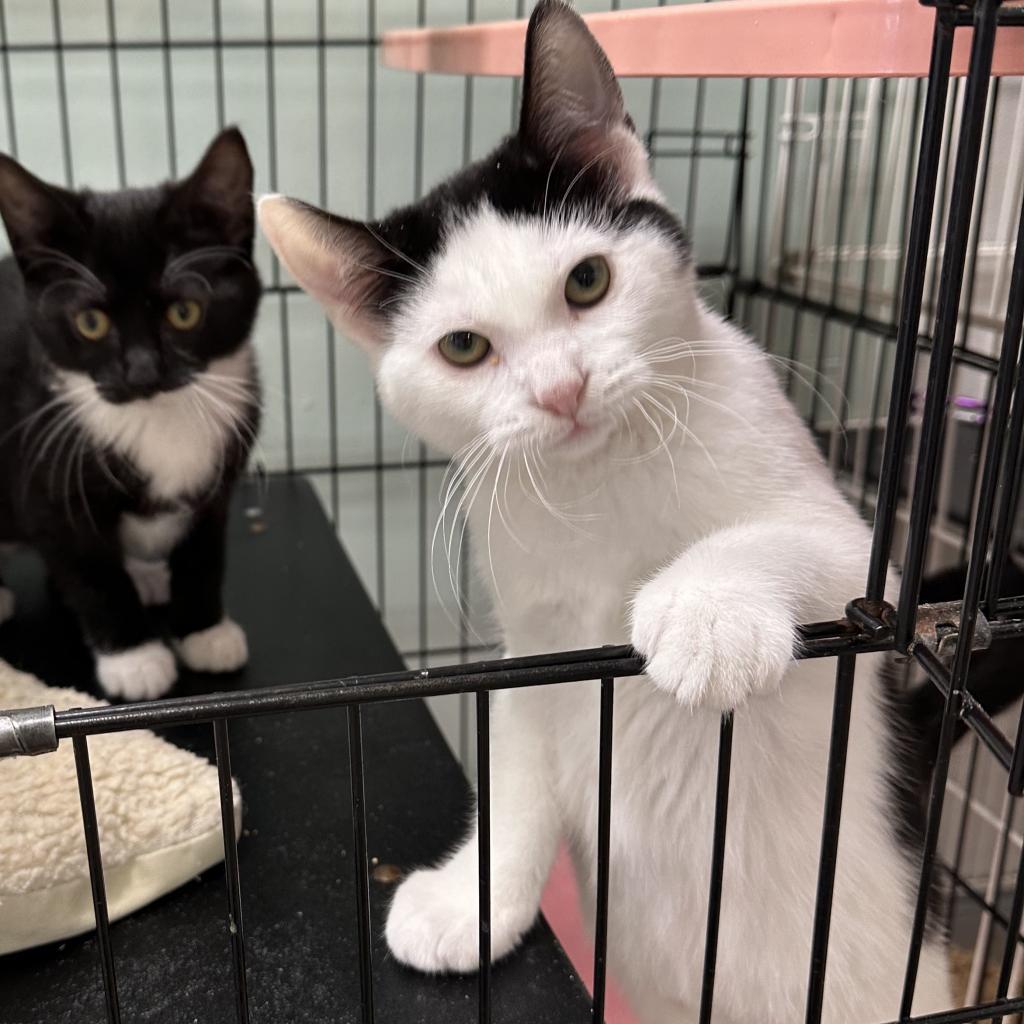 Vivo, a Adoptable Domestic Short Hair in Priest River, ID image 3/3