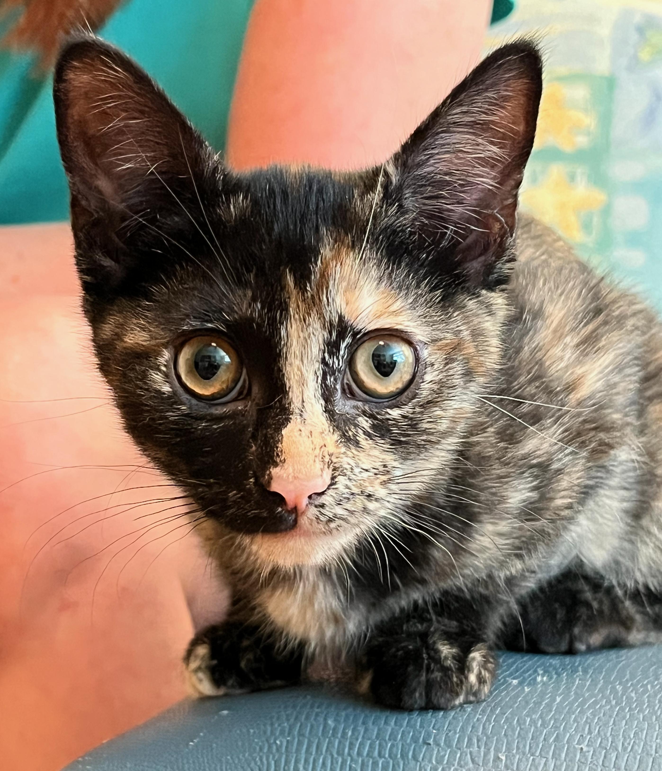 Roxanne, a ADOPTABLE mixed breed in Hilton Head Island, SC image 1/4