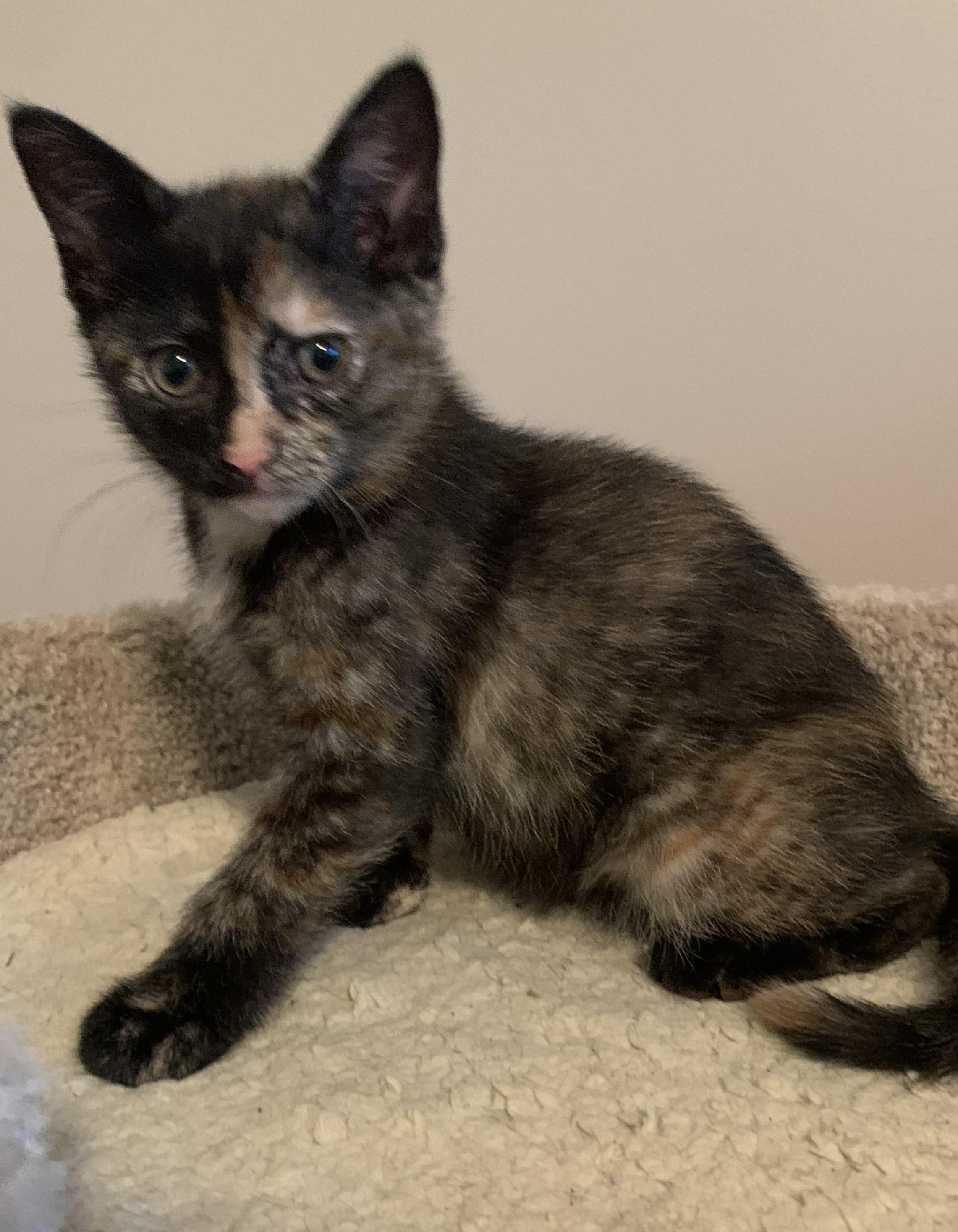 Roxanne, a ADOPTABLE mixed breed in Hilton Head Island, SC image 3/4
