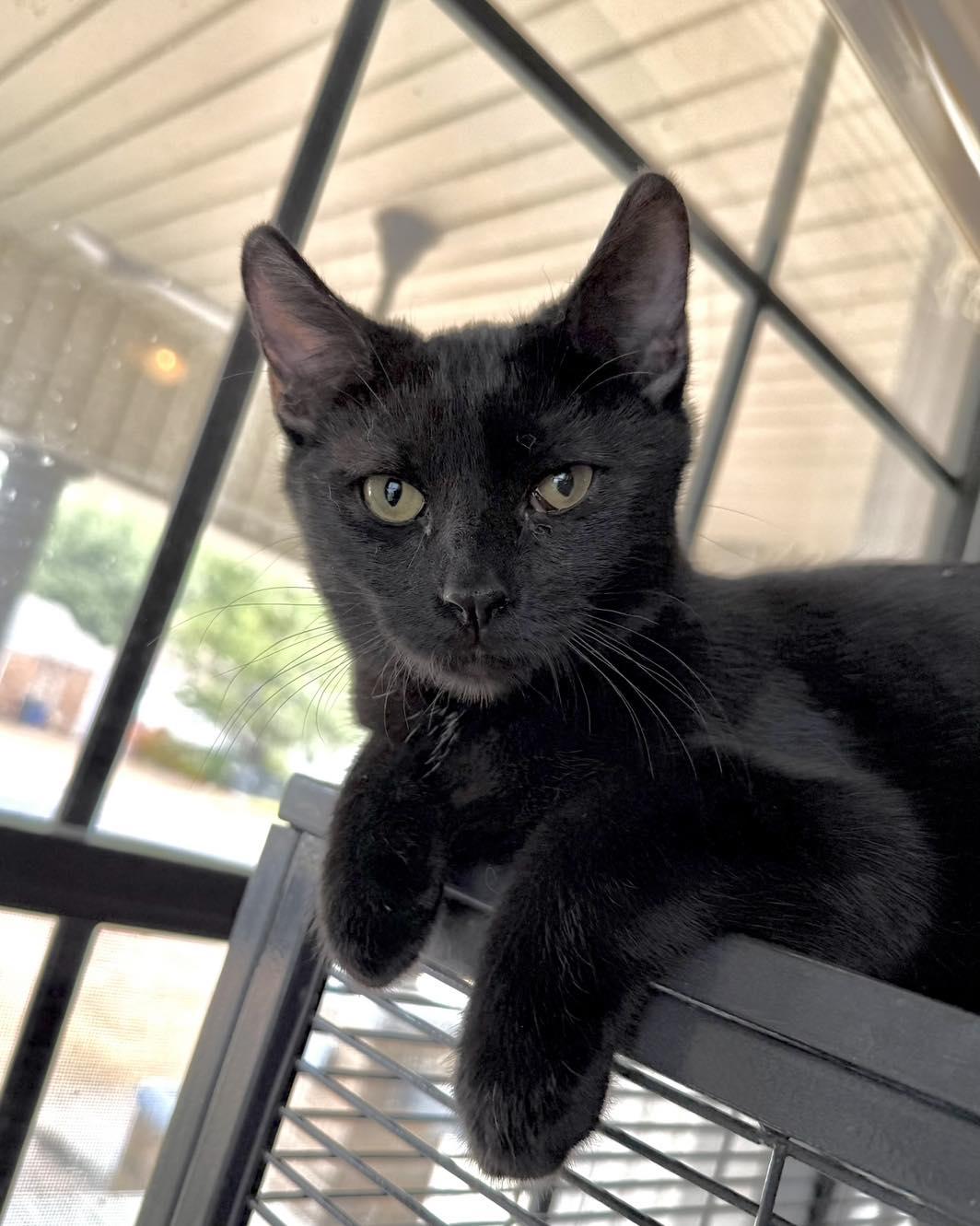 Enlarge Devlin, a Adoptable Domestic Short Hair in Shreveport, LA image 1/1