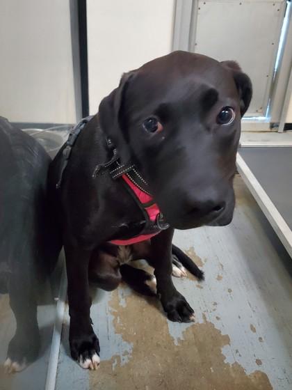 Minnie, Adoptable, Adult Female Mixed Breed & Mixed Breed.