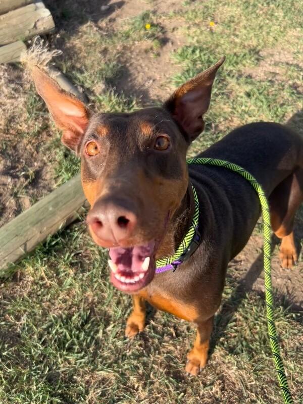 Enlarge Iggy, a Adoptable mixed breed in Fort Collins, CO image 1/6