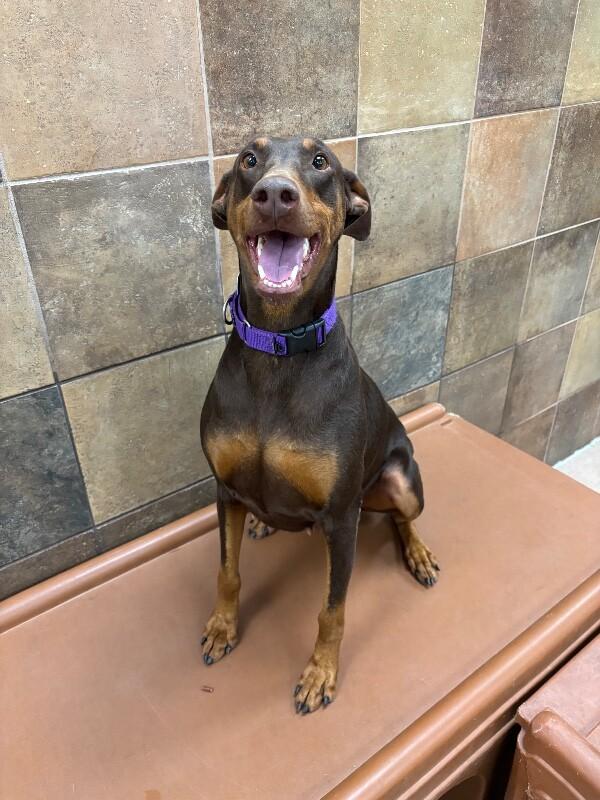 Enlarge Iggy, a Adoptable mixed breed in Fort Collins, CO image 2/6