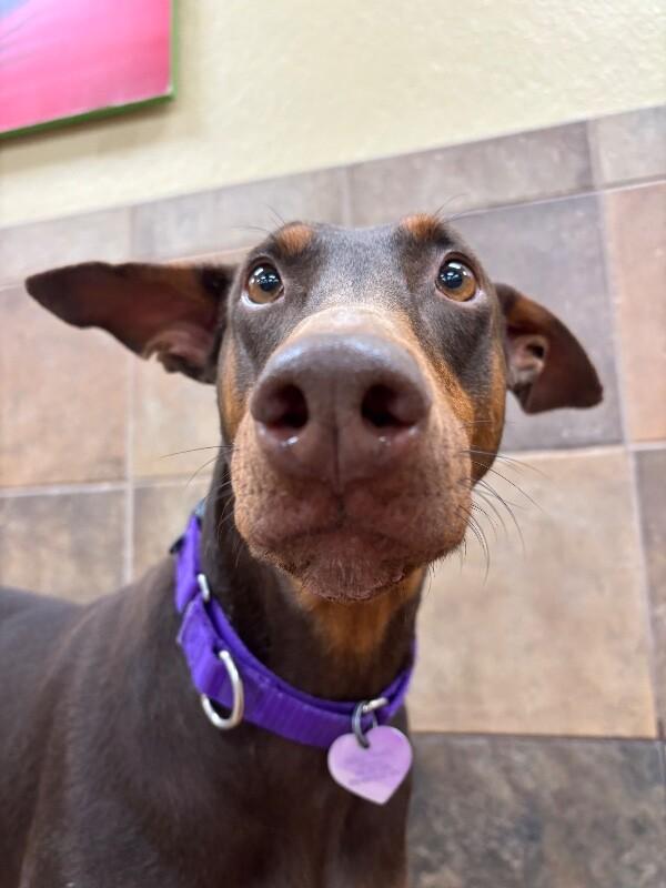 Enlarge Iggy, a Adoptable mixed breed in Fort Collins, CO image 3/6