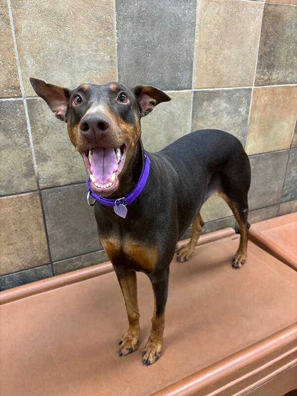 Enlarge Iggy, a Adoptable mixed breed in Fort Collins, CO image 4/6
