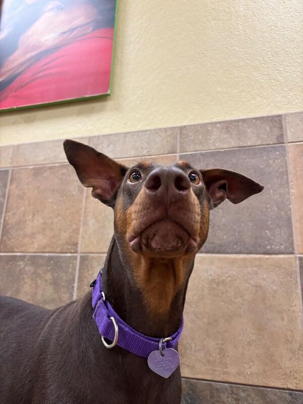 Enlarge Iggy, a Adoptable mixed breed in Fort Collins, CO image 5/6