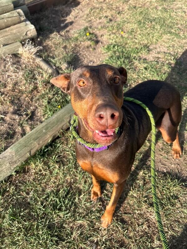 Enlarge Iggy, a Adoptable mixed breed in Fort Collins, CO image 6/6