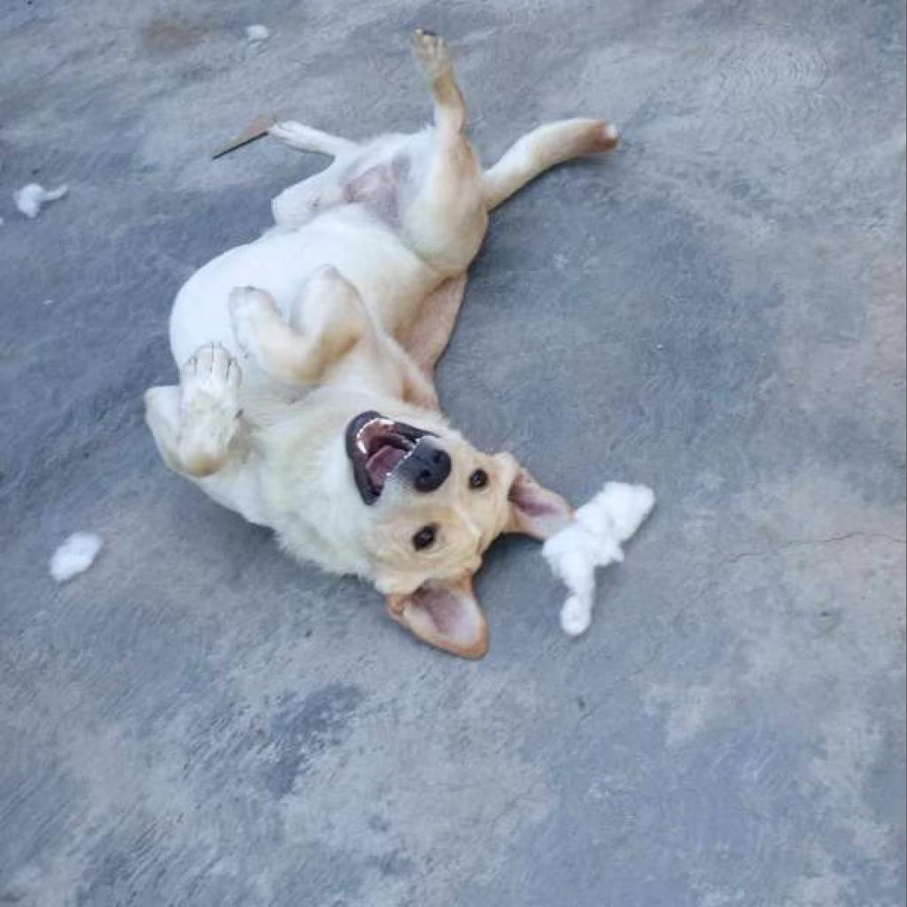 Rex TAN, a Adoptable mixed breed in San Diego, CA image 1/6