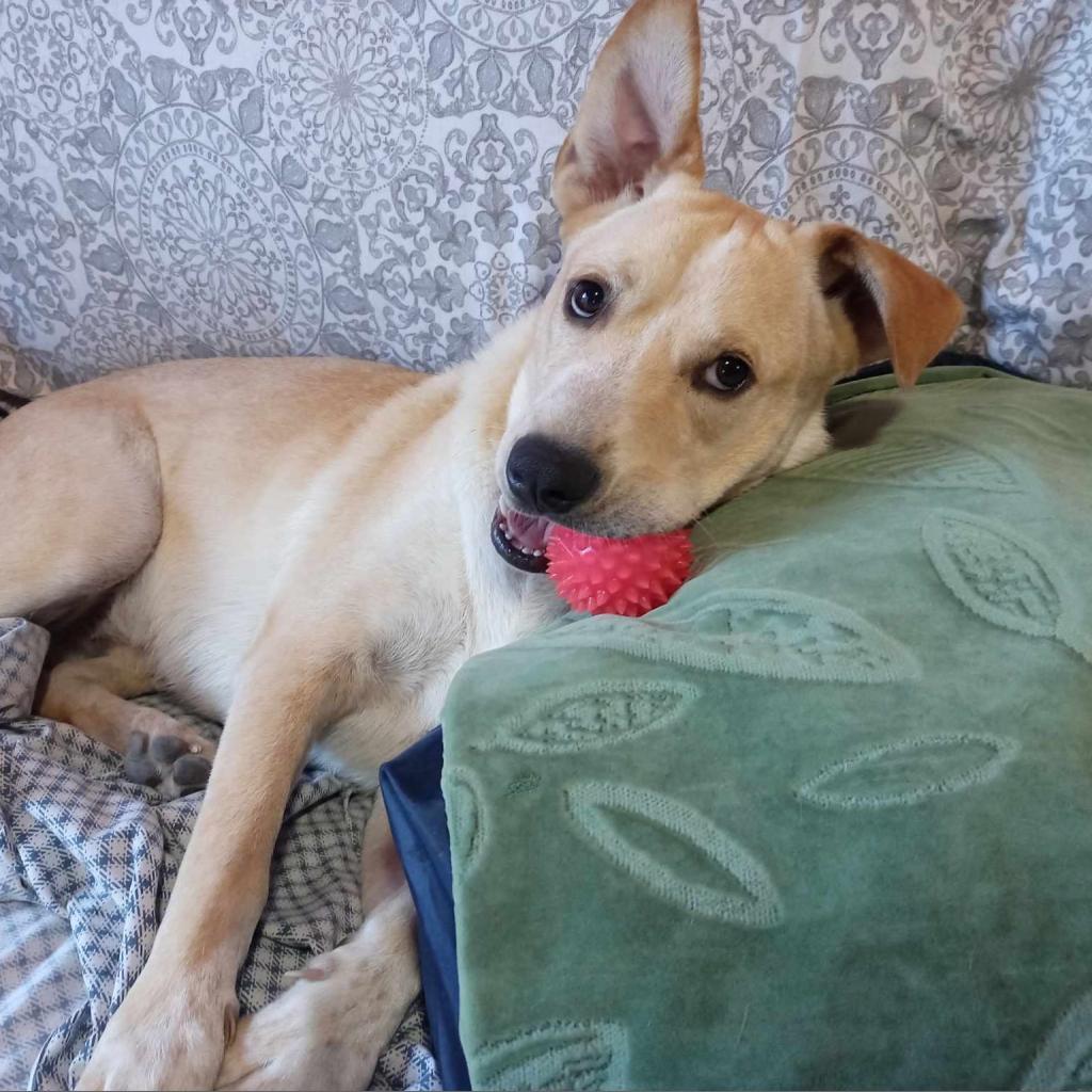 Rex TAN, a Adoptable mixed breed in San Diego, CA image 2/6