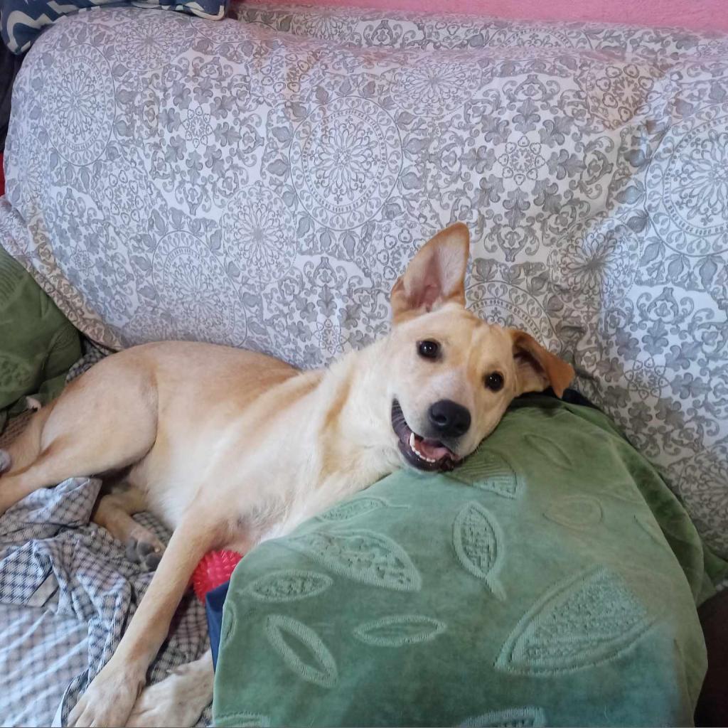 Rex TAN, a Adoptable mixed breed in San Diego, CA image 3/6