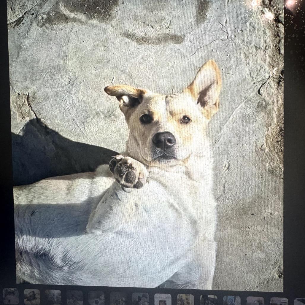 Rex TAN, a Adoptable mixed breed in San Diego, CA image 4/6