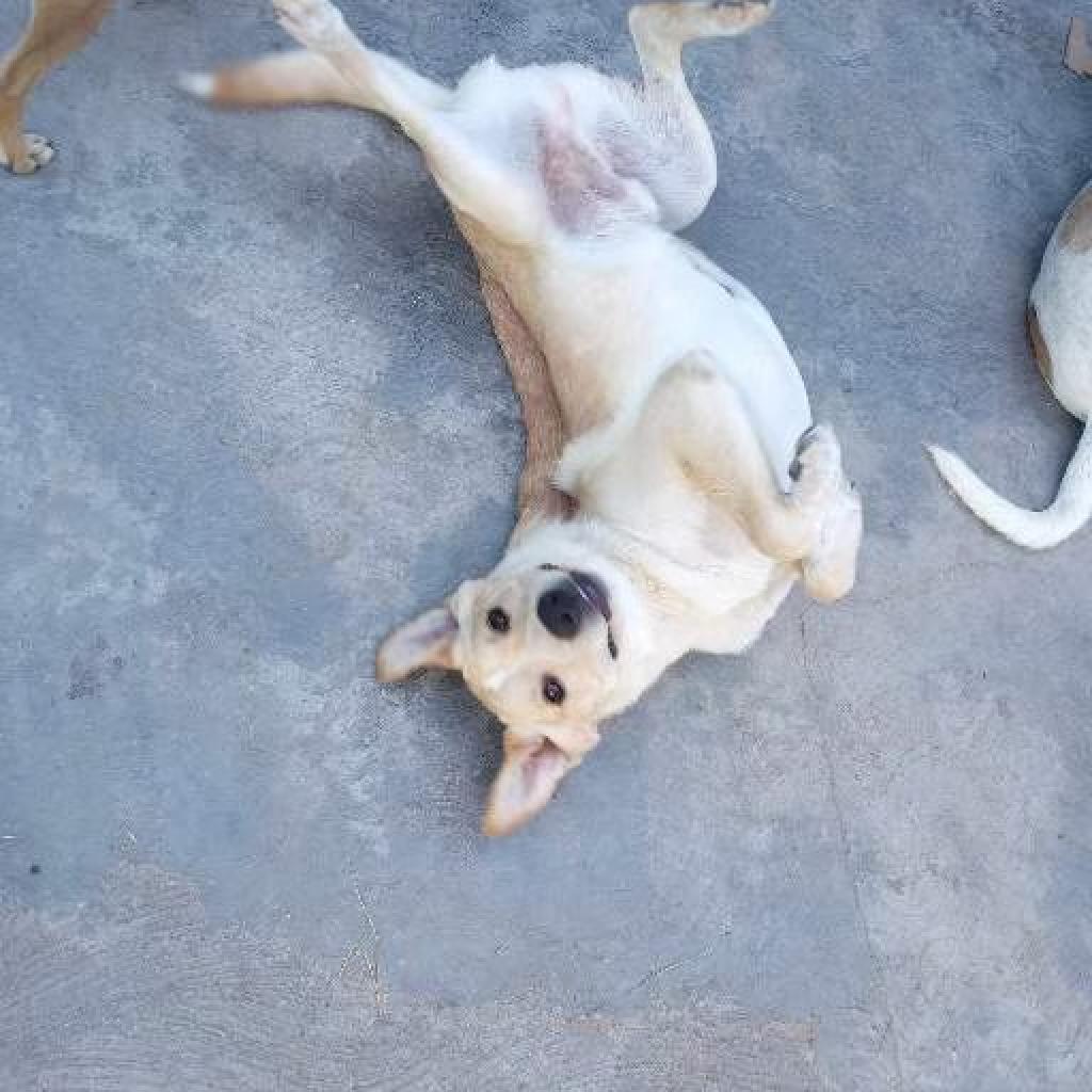 Rex TAN, a Adoptable mixed breed in San Diego, CA image 5/6