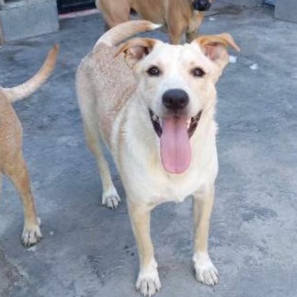 Rex TAN, a Adoptable mixed breed in San Diego, CA image 6/6